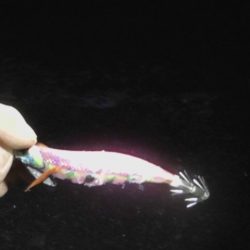 大潮アオリイカ釣行